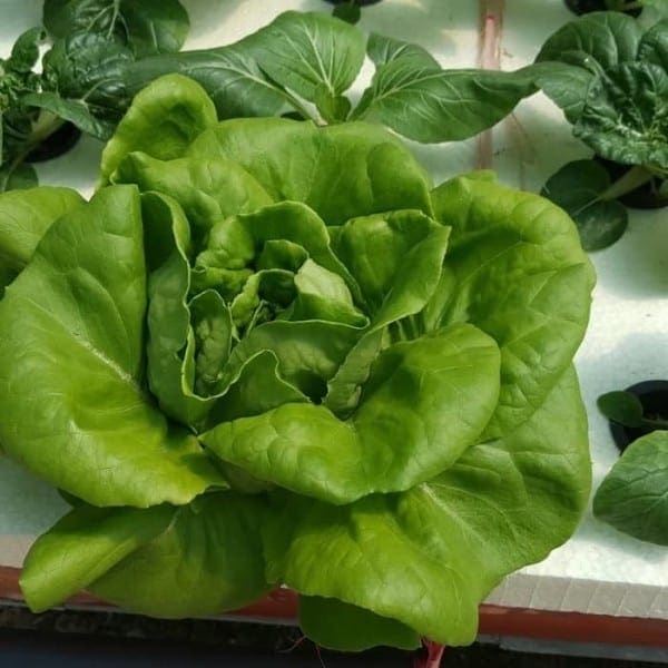 Organic Rose Lettuce 有机玫瑰生菜