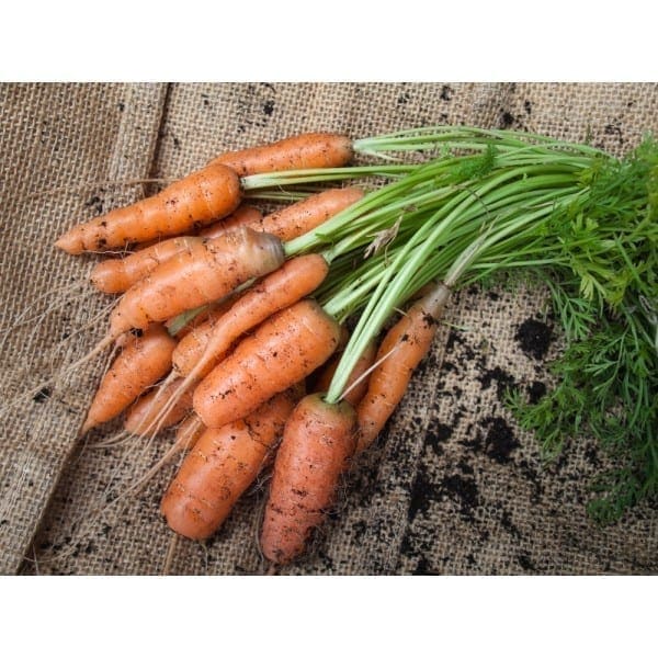 Organic Carrot 有机红萝卜
