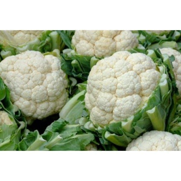 Organic Cauliflower 有机包菜花